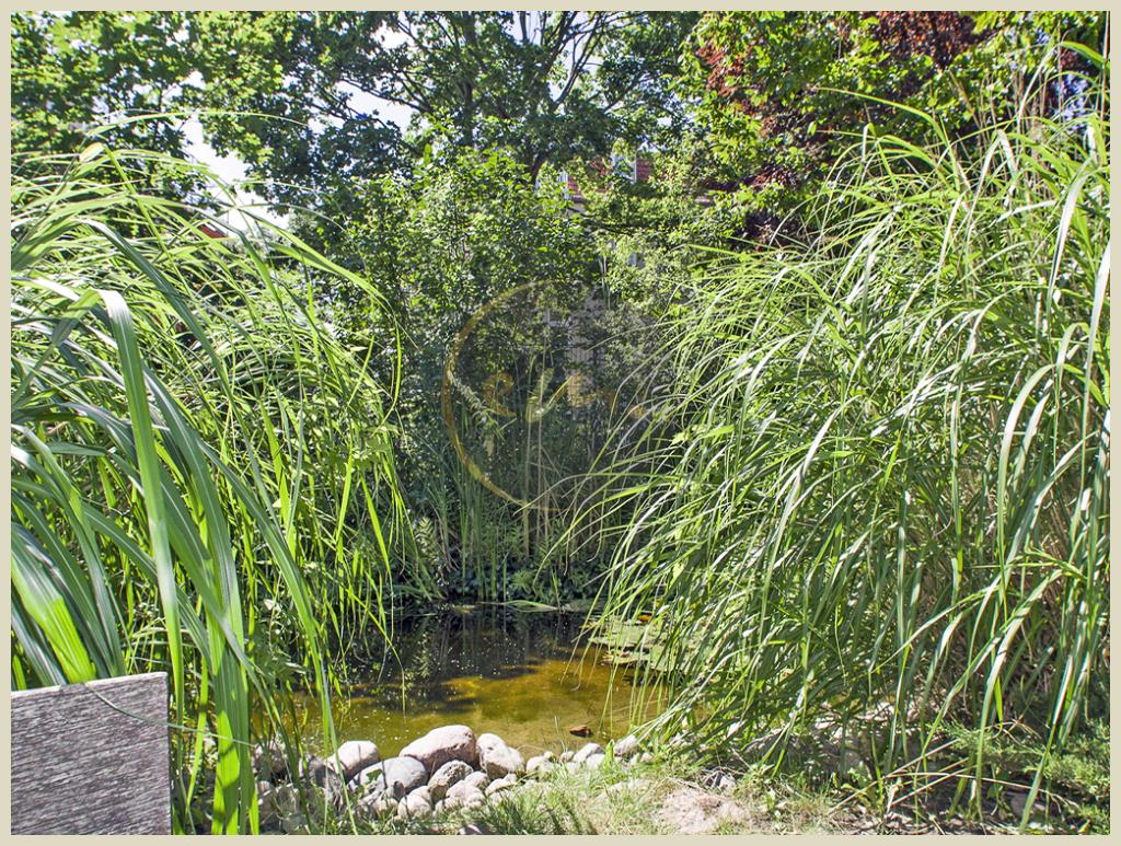 Gartenteich